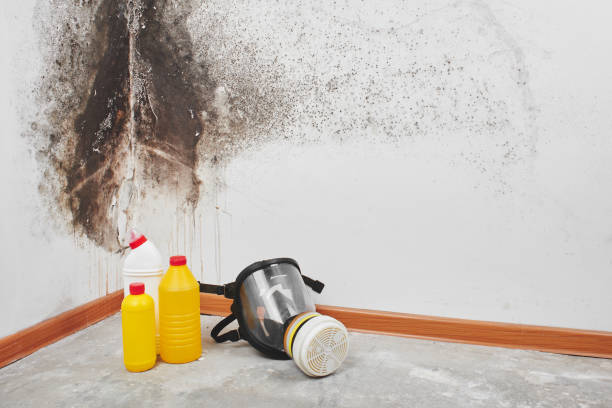 Professional Mold Removal in Webster, FL