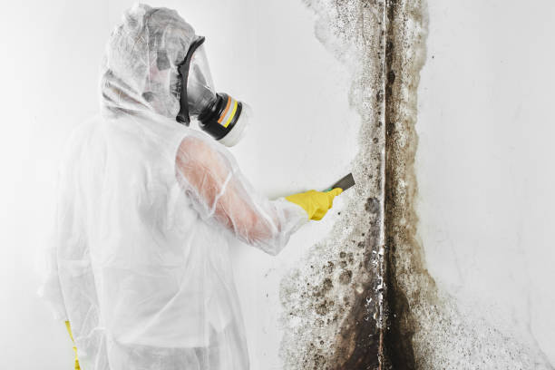 Best Certified Mold Removal  in Webster, FL