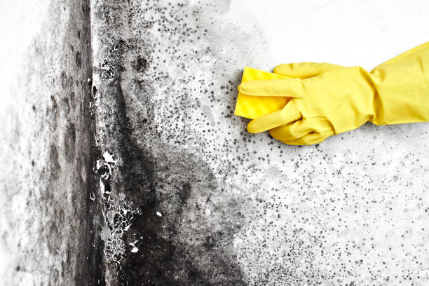 Best Toxic Mold Removal  in Webster, FL