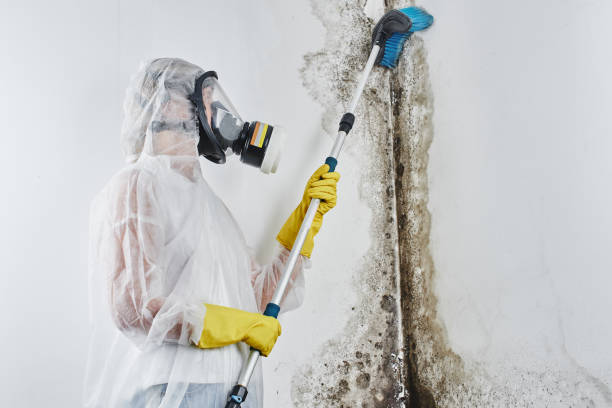 Best Commercial Mold Removal  in Webster, FL