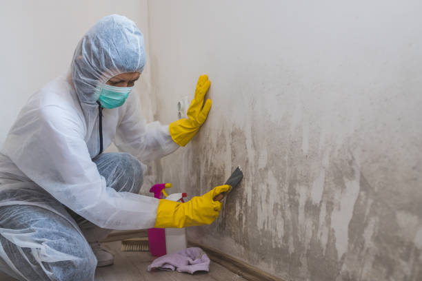 Best Same-Day Mold Removal  in Webster, FL