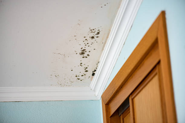 Best Emergency Mold Removal  in Webster, FL