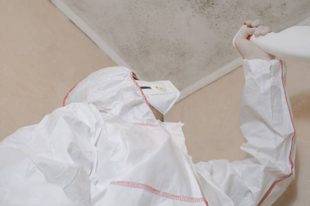 Best Affordable Mold Removal  in Webster, FL