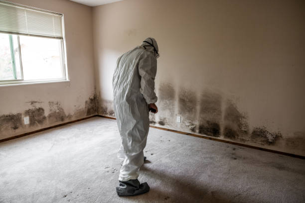 Best Professional Mold Removal  in Webster, FL